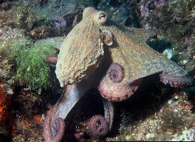 Photo: Common octopus