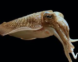 Photo: Common cuttlefish