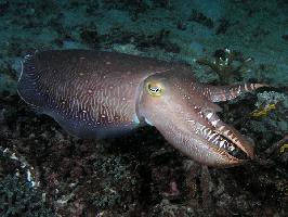 Photo: Giant cuttlefish