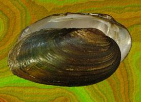 Photo: Thick shelled river mussel