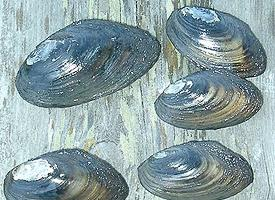 Photo: Depressed river mussel