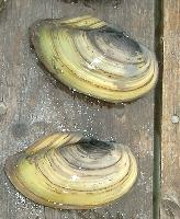 Photo: Swan mussel