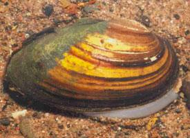 Photo: Swollen river mussel