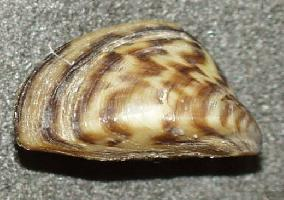 Photo: Zebra mussel