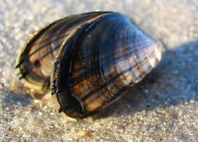 Photo: Blue mussel