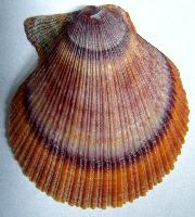 Photo: Iceland scallop