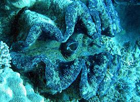 Photo: Giant clams