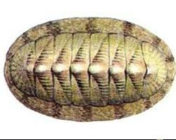 Photo: Green chiton