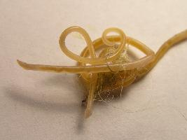 Photo: Feline roundworm