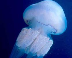 Photo: Barrel jellyfish