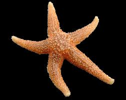 Photo: Common starfish