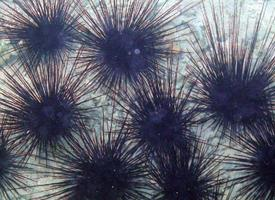 Photo: Sea urchins