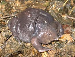 Photo: Purple frog