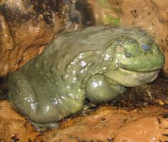 Photo: African bullfrog