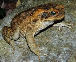 Photo: Cane toad