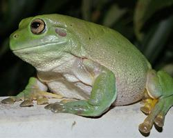 Photo: Australian green tree frog