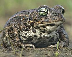 Photo: Natterjack toad