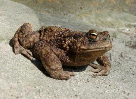 Photo: Common toad