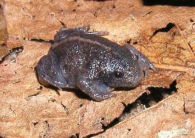 Photo: Mexican burrowing toad