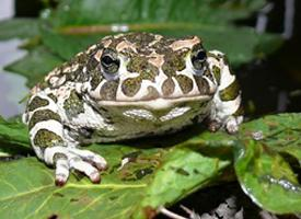 Photo: European green toad