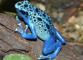 Photo: Blue poison dart frog