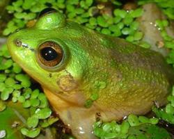 Photo: Paradoxical frog