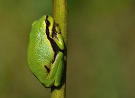 Photo: European tree frog