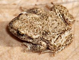 Photo: Common midwife toad