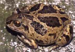 Photo: Common spadefoot