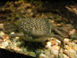 Photo: African clawed frog