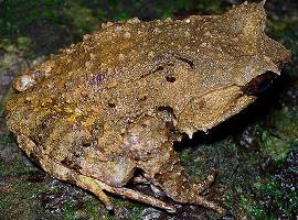 Photo: Rough horned frog