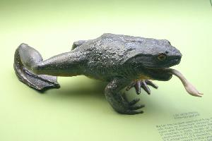 Photo: Goliath frog