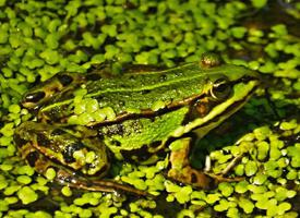 Photo: Edible frog