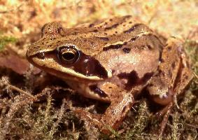 Photo: Moor frog