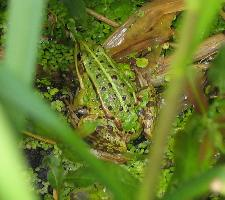 Photo: Pool frog