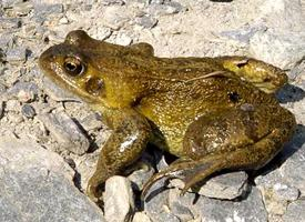 Photo: Common frog