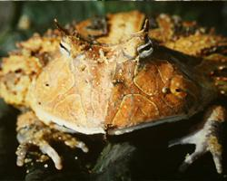 Photo: Surinam horned frog