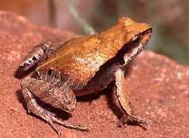 Photo: Cuyaba dwarf frog