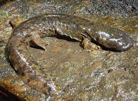 Photo: Japanese giant salamander