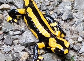 Photo: Fire salamander