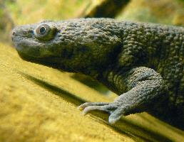 Photo: Iberian ribbed newt