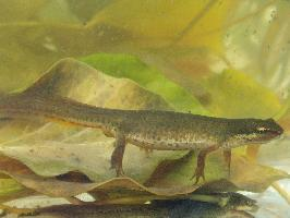 Photo: Smooth newt