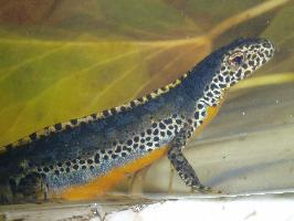 Photo: Alpine newt