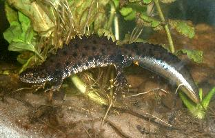 Photo: Northern crested newt