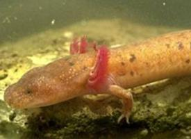 Photo: Tennessee cave salamander