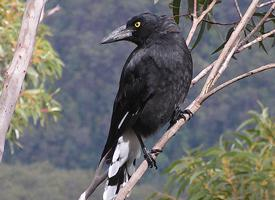 Photo: Pied currawong