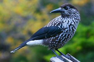 Photo: Spotted nutcracker