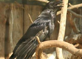 Photo: Common raven