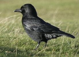 Photo: Carrion crow