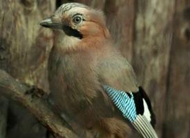 Photo: Eurasian jay